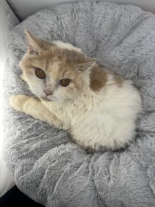 Selkirk Rex – St Ives