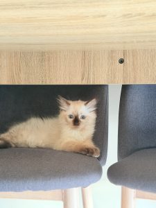 Ragdoll – Palmerston City