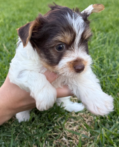 Dogs – Romsey