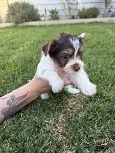 Dogs – Romsey