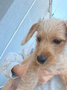 Dachshund – Regents Park