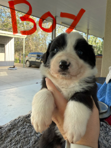 Border Collie – Mareeba