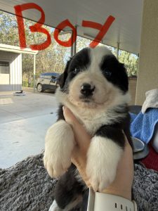 Border Collie – Mareeba