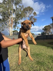Rottweiler – Drayton