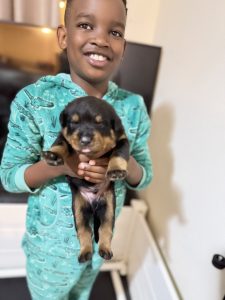 Rottweiler – Hilton