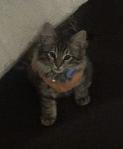 Domestic Medium Hair (DMH) – Yokine