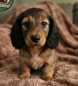 Miniature Dachshund – Narrandera