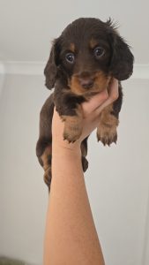 Miniature Dachshund – Lake Illawarra