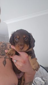 Miniature Dachshund – Lake Illawarra
