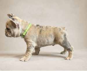 French Bulldog – Pakenham
