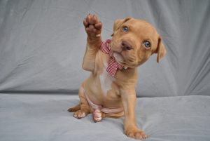 American Staffordshire Bull Terrier – Red Royalty Canines