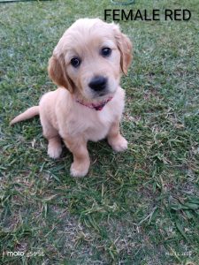 Golden Retriever – Burekup