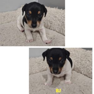 Jack Russell – Ellenbrook