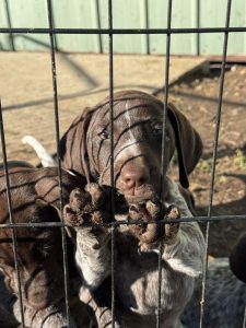 German Shorthaired Pointer – Gundowring