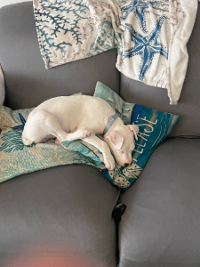 Bull Terrier – Campbelltown