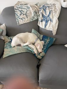 Bull Terrier – Campbelltown