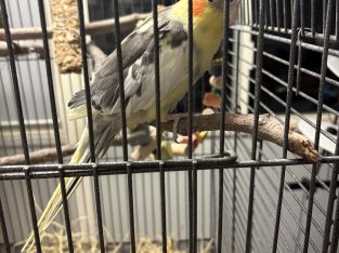 Cockatiel – Acacia Ridge