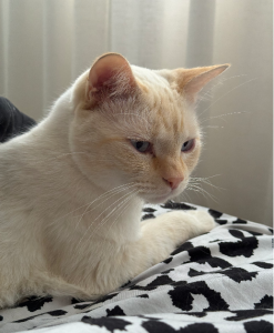 Ragdoll – Bundall