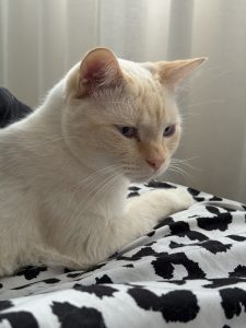 Ragdoll – Bundall