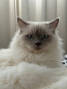 Ragdoll – Bundall