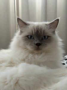 Ragdoll – Bundall