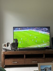 Domestic Medium Hair (DMH) – Molly