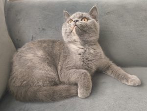 British Shorthair – Oakleigh