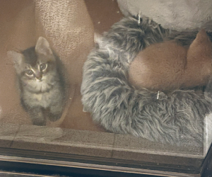 Domestic Medium Hair (DMH) – Chipping Norton