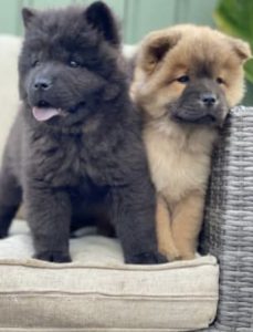 Chow Chow – Wyee