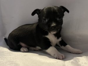 Chihuahua – Brookton