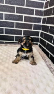 Yorkshire Terrier – Pacific Pines