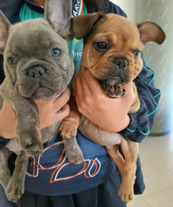 French Bulldog – Yarrabilba