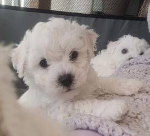 Bichon Frise – Gympie