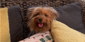 Dogs – Waroona