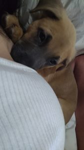 Dogs – Burpengary East