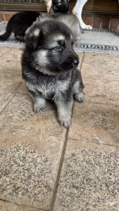 German Shepherd – Camira