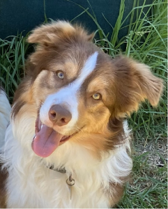 Border Collie – Colyton