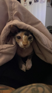 Sphynx – Morayfield