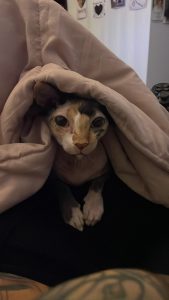 Sphynx – Morayfield