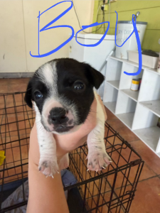 Foxy – Deception Bay
