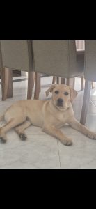 Labrador Retriever – Taylors Lakes