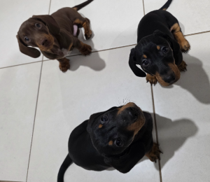 Dogs – Harrisdale