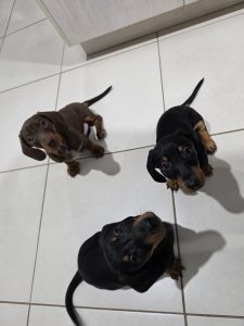 Dogs – Harrisdale