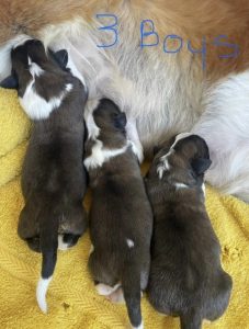 Saint Bernard – Armidale