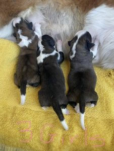 Saint Bernard – Armidale