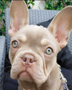 French Bulldog – Saint Kilda East