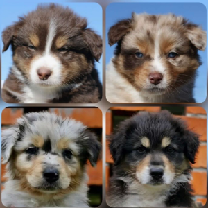 Australian Shepherd – Aberglasslyn