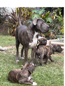 Bullmastiff – James