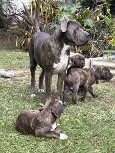 Bullmastiff – James