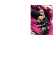 Cavoodle – Brighton-Le-Sands
